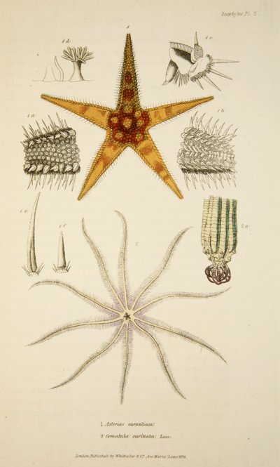 Asterias aurantiaca and Comatula carinata, from The Mollusca and Radiata, pub. 1833 by English School